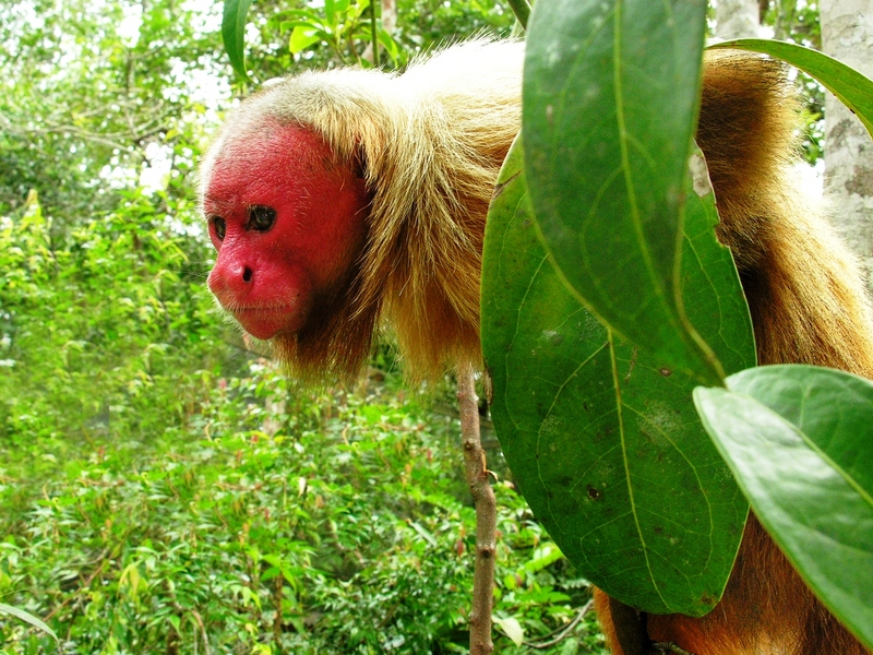 Bald Uakari (Cacajao calvus) - Wiki; DISPLAY FULL IMAGE.