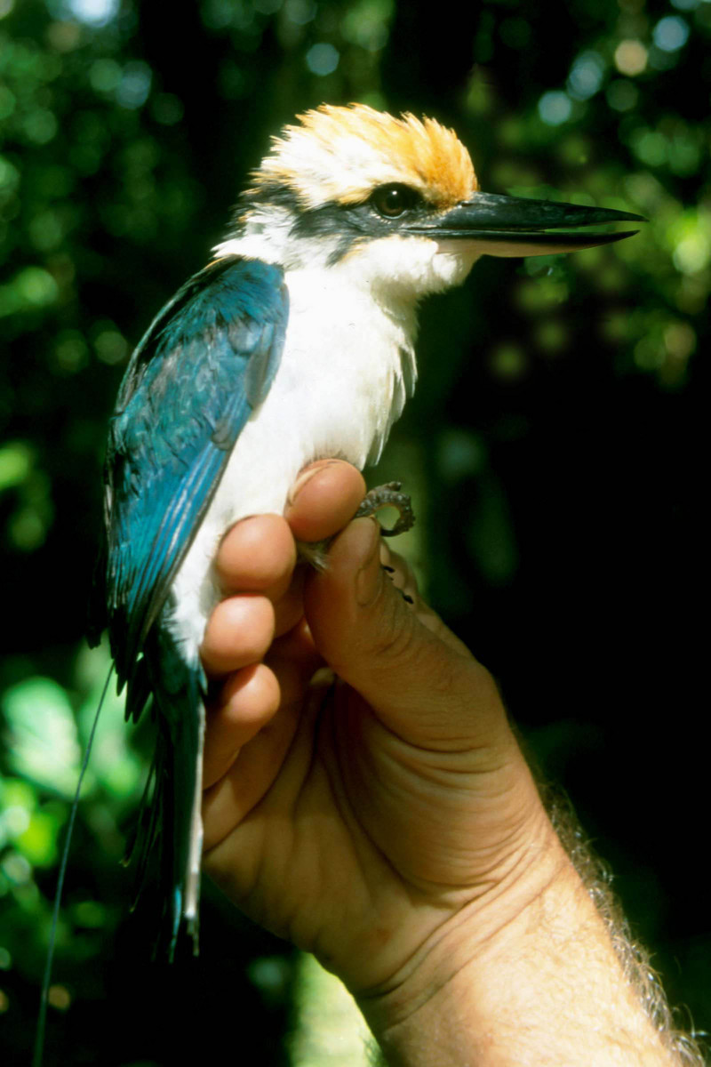 Micronesian Kingfisher (Todiramphus cinnamominus) - Wiki; DISPLAY FULL IMAGE.