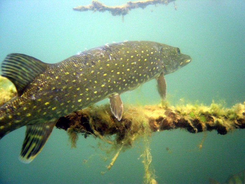 Northern Pike (Esox lucius) - Wiki; DISPLAY FULL IMAGE.