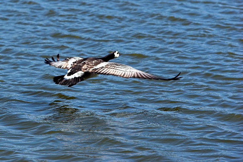 Barnacle Goose (Branta leucopsis) - Wiki; DISPLAY FULL IMAGE.