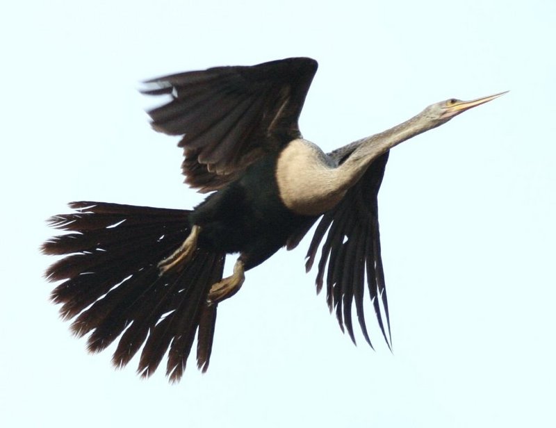 American Darter (Anhinga anhinga) - Wiki; DISPLAY FULL IMAGE.