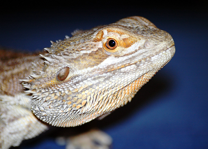 Central Bearded Dragon (Pogona vitticeps) - Wiki; DISPLAY FULL IMAGE.