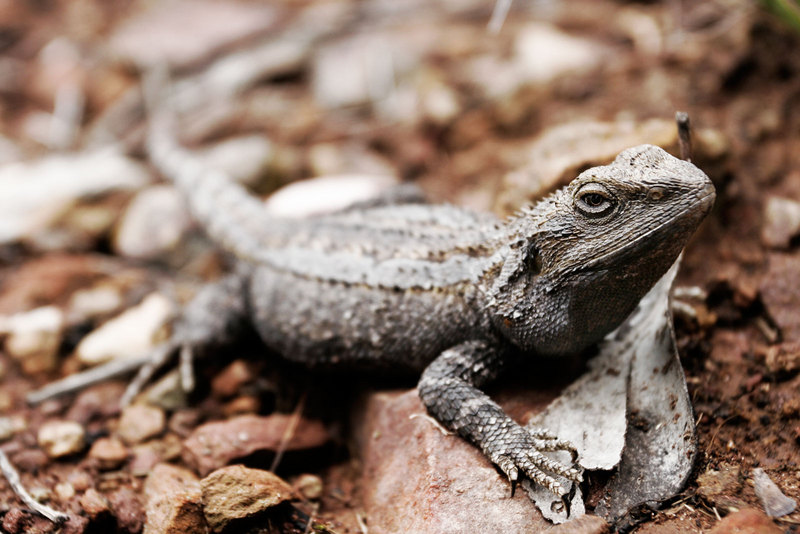 Eastern Bearded Dragon (Pogona barbata) - Wiki; DISPLAY FULL IMAGE.