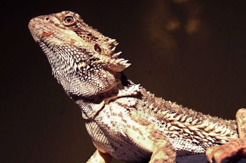 Bearded Dragon (Pogona sp.) - Wiki; DISPLAY FULL IMAGE.