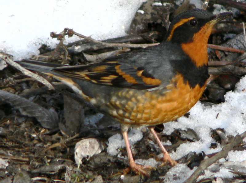 Varied Thrush (Ixoreus naevius) - Wiki; DISPLAY FULL IMAGE.