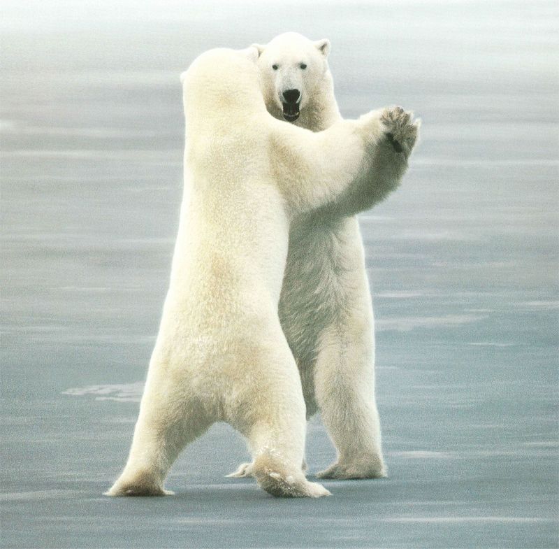 NLS-Animal Antics-Polar Bears; DISPLAY FULL IMAGE.