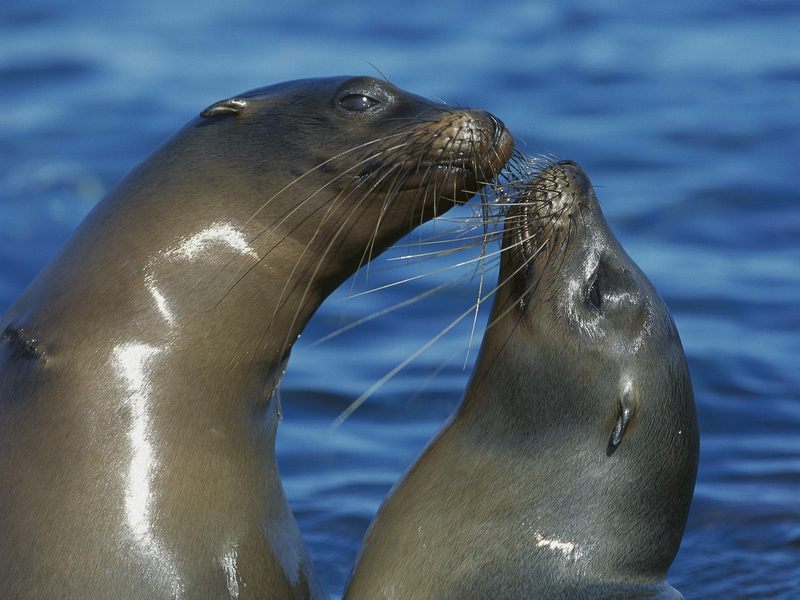 Daily Photos - Galapagos Sea Lions, Punta Espinosa Fernandina Island, Galapagos; DISPLAY FULL IMAGE.