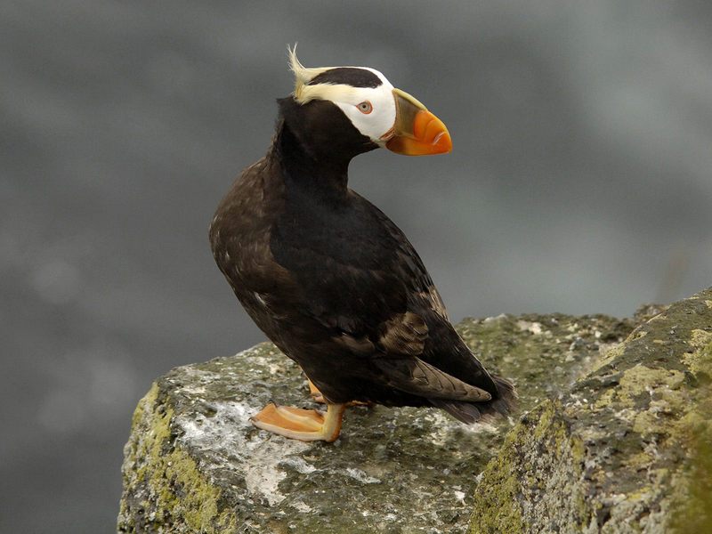 Daily Photos - Tufted Puffin, Pribilof Islands, Alaska; DISPLAY FULL IMAGE.