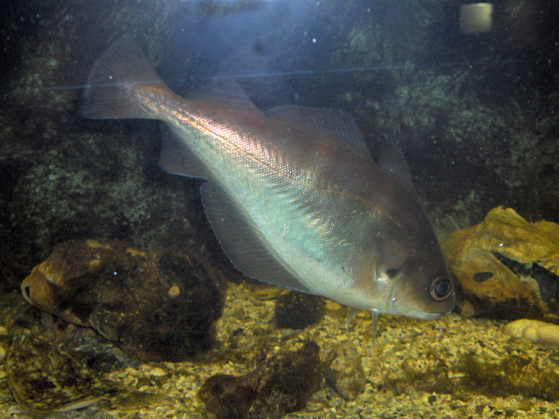 Pouting (Trisopterus luscus) - Wiki; DISPLAY FULL IMAGE.
