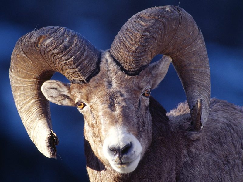 Daily Photos - Bighorn Sheep, Montana, USA; DISPLAY FULL IMAGE.