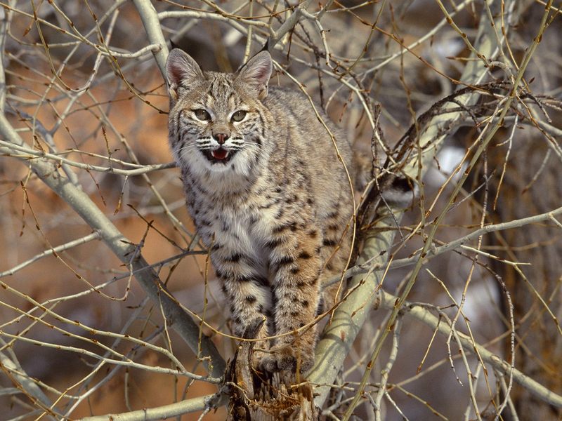 Daily Photos - Bobcat in Tree; DISPLAY FULL IMAGE.