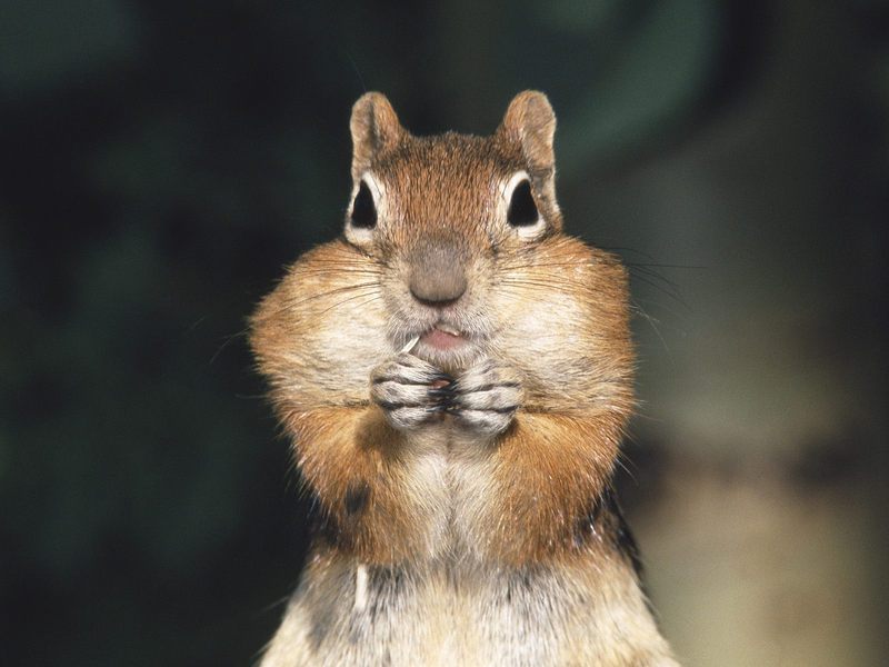 Daily Photos - Ground Squirrel; DISPLAY FULL IMAGE.
