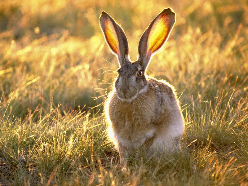 Daily Photos - Jackrabbit; DISPLAY FULL IMAGE.