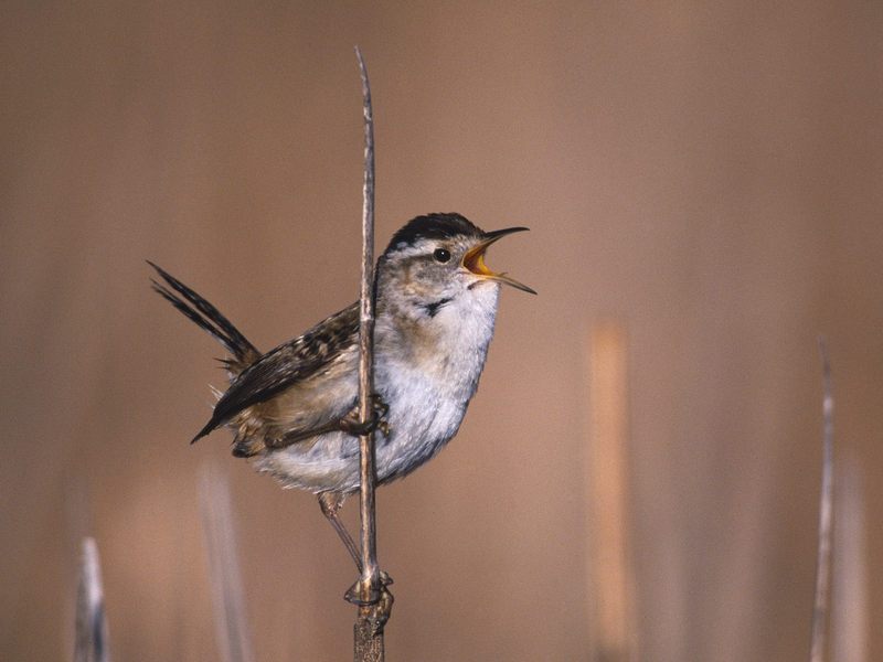 Daily Photos - Marsh Wren; DISPLAY FULL IMAGE.