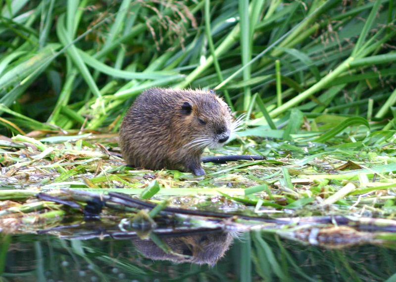 Nutria (Myocastor coypus) - Wiki; DISPLAY FULL IMAGE.