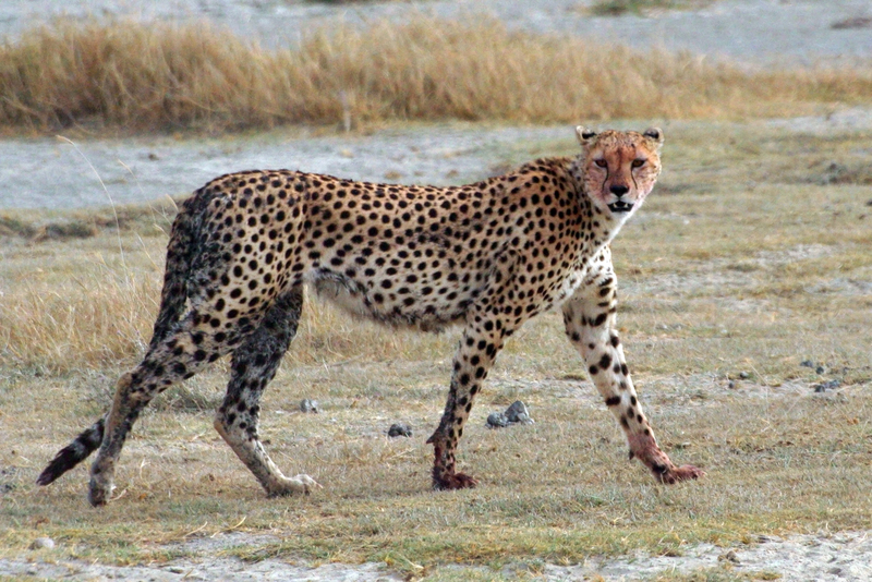 Cheetah (Acinonyx jubatus) - Wiki; DISPLAY FULL IMAGE.