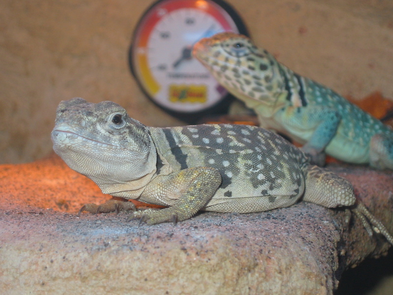 Common Collared Lizard (Crotaphytus collaris) - Wiki; DISPLAY FULL IMAGE.