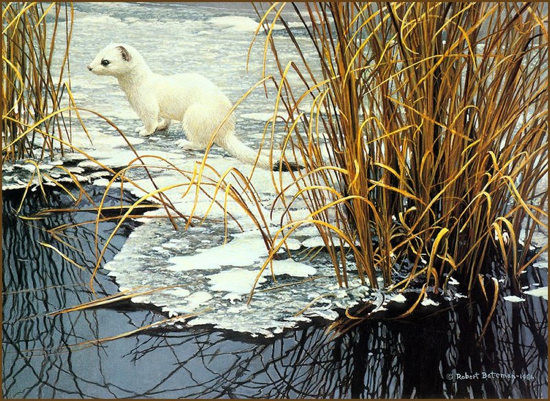 [LRS Animals In Art] lrsAA04 Bateman Robert - Edge of the Ice Ermine; DISPLAY FULL IMAGE.