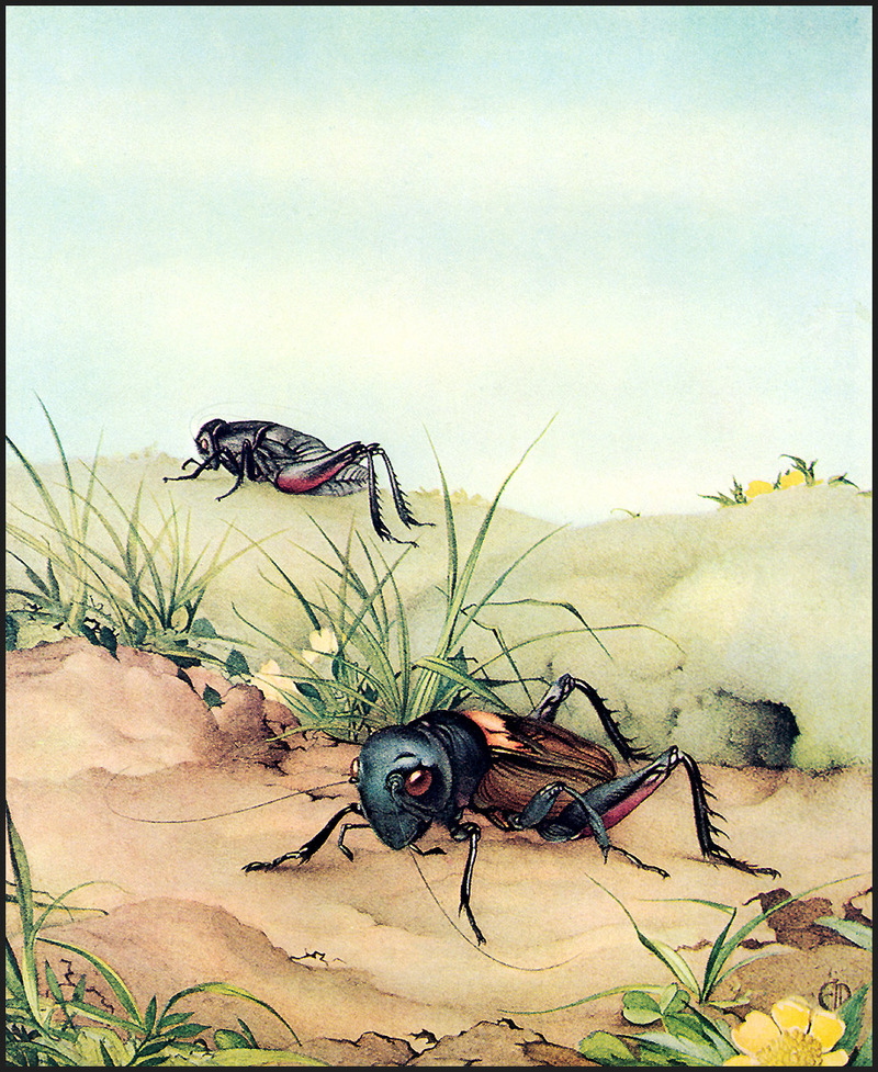 [LRS Animals In Art] lrsAA049 Detmold Edward J - Field Cricket; DISPLAY FULL IMAGE.