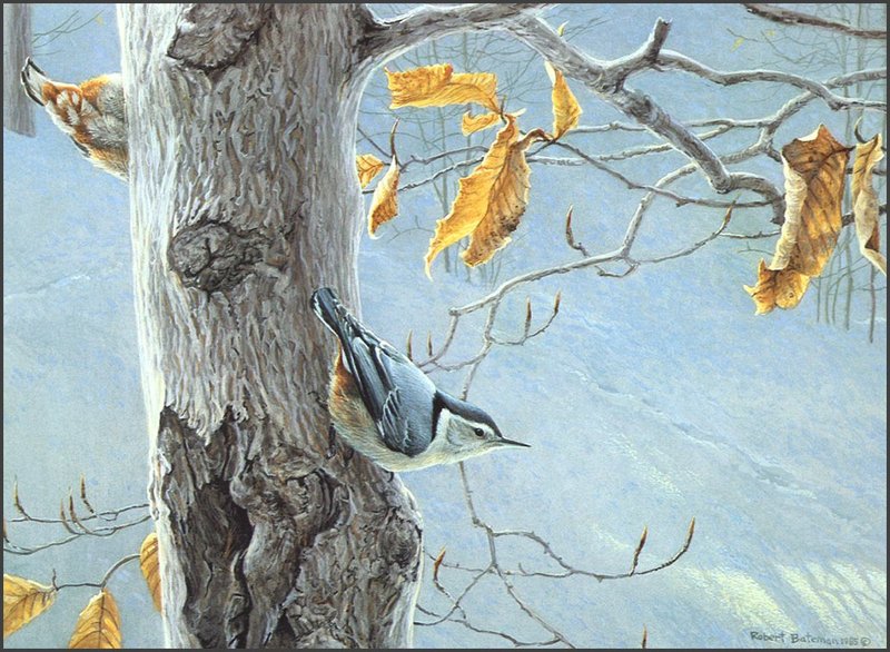 [LRS Animals In Art] lrsAA32 Bateman Robert - White Breasted Nuthatch; DISPLAY FULL IMAGE.