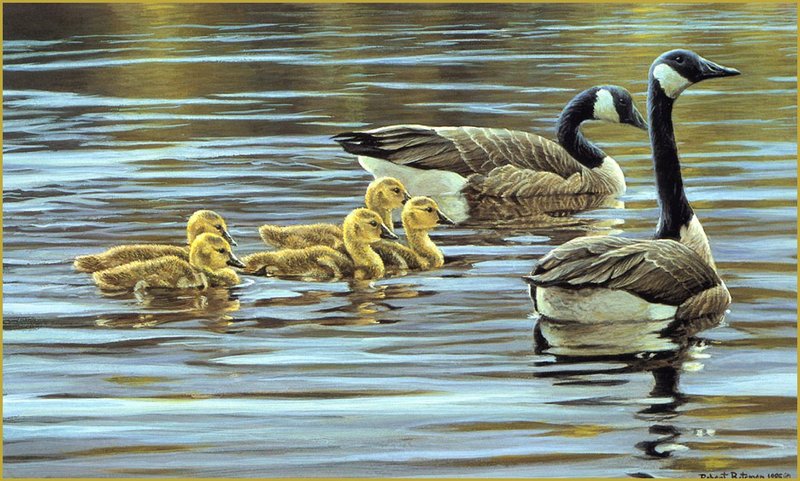 [LRS Animals In Art] lrsAA40 Bateman Robert - Canada Geese with Young; DISPLAY FULL IMAGE.