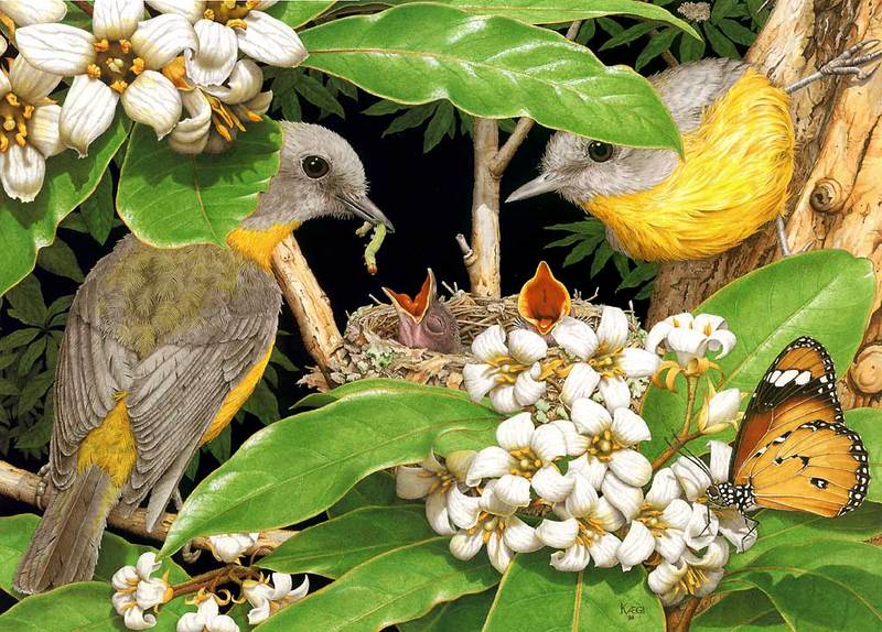 Eastern yellow robin, native daphne, lesser wanderer butterfly; DISPLAY FULL IMAGE.