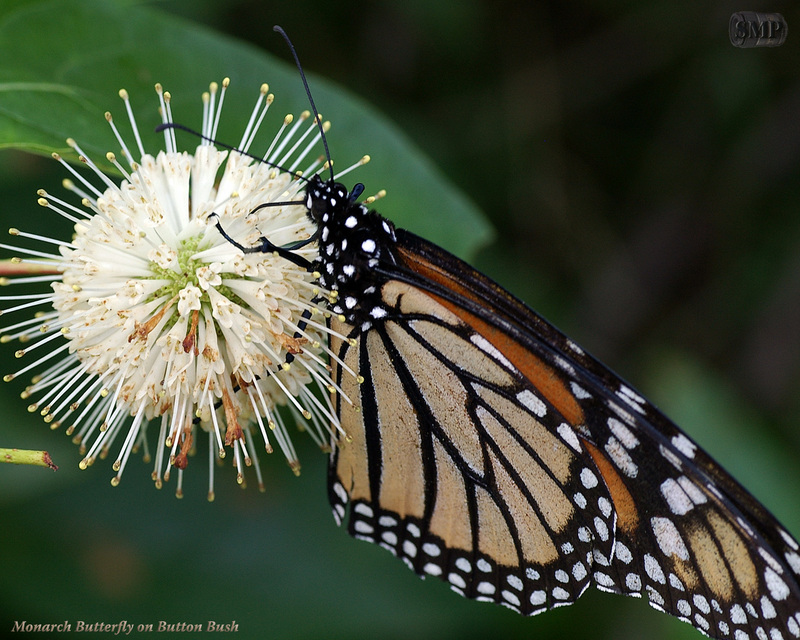 SMP SDC 0219 Monarch Butterfly on Button Bush; DISPLAY FULL IMAGE.