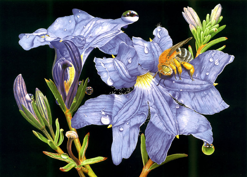 blue lechenaultia,right-blue banded bee; DISPLAY FULL IMAGE.