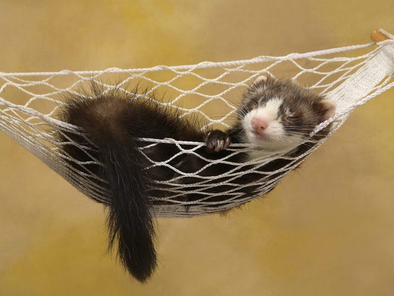 A_Sleepy_Ferret; DISPLAY FULL IMAGE.