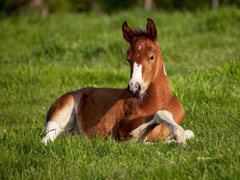 American_Paint_Foal_Iowa; DISPLAY FULL IMAGE.