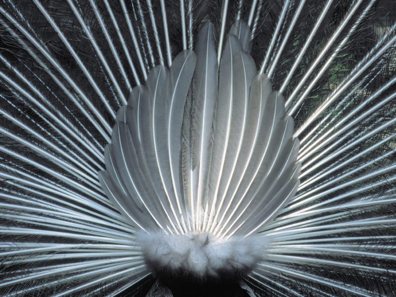 Black_and_White_Study_of_a_Male_Peacock; DISPLAY FULL IMAGE.