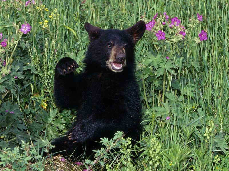 American Black Bear Cub in Wildflowers; DISPLAY FULL IMAGE.