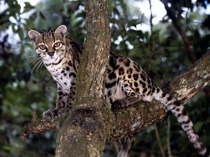 Margay; DISPLAY FULL IMAGE.