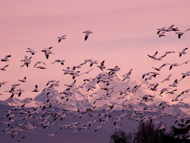 Snow_Geese_Near_Mount_Baker_Washington; DISPLAY FULL IMAGE.