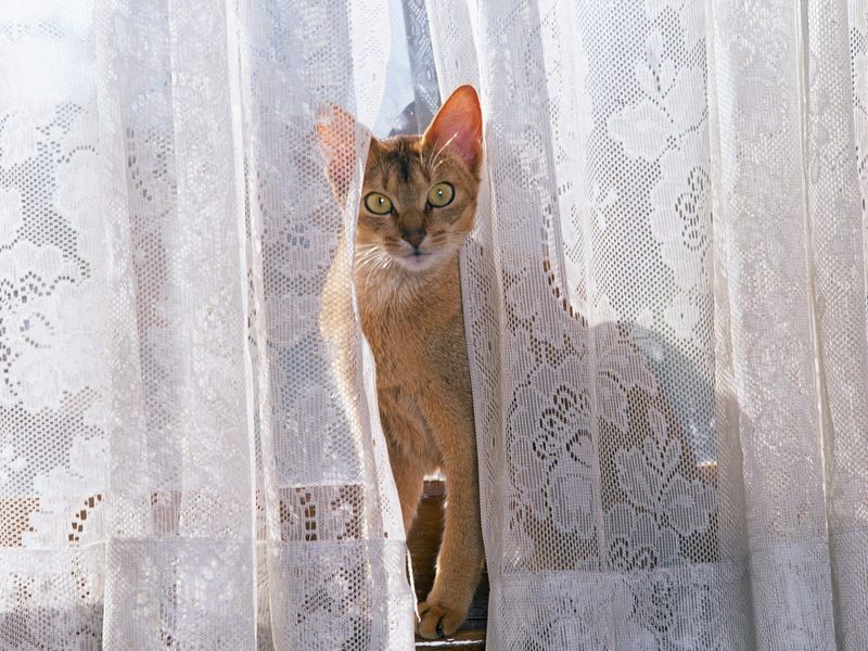 Window_Watching_Manx; DISPLAY FULL IMAGE.
