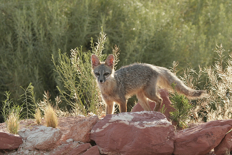 Kit Fox (Vulpes macrotis) - Wiki; DISPLAY FULL IMAGE.