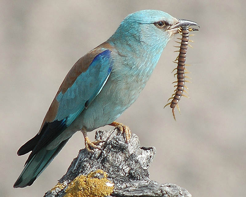 European Roller (Coracias garrulus) - Wiki; DISPLAY FULL IMAGE.