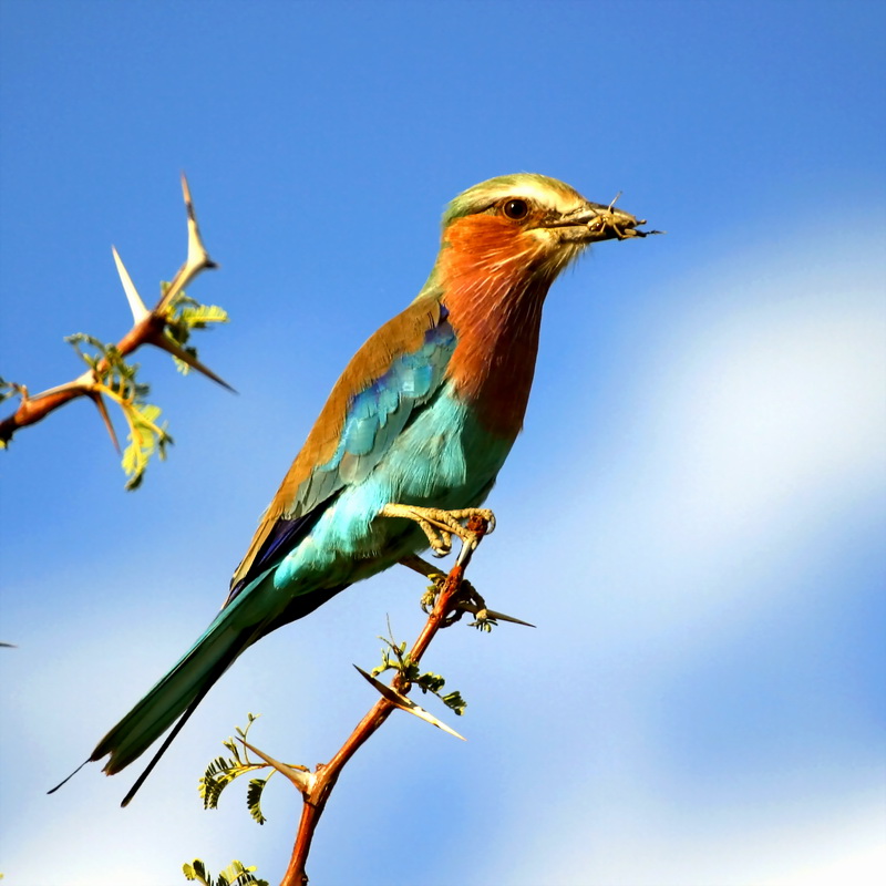 Lilac-breasted Roller (Coracias caudata) - Wiki; DISPLAY FULL IMAGE.