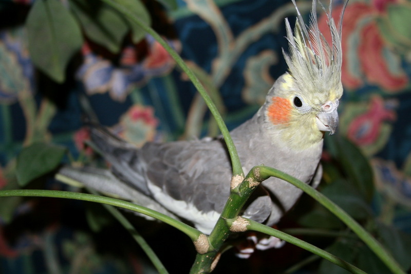 Cockatiel (Nymphicus hollandicus) - Wiki; DISPLAY FULL IMAGE.