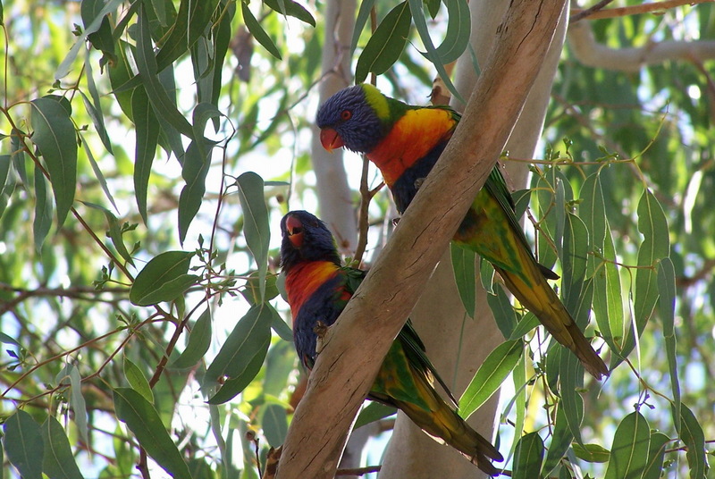 Rainbow Lorikeet (Trichoglossus haematodus) - Wiki; DISPLAY FULL IMAGE.