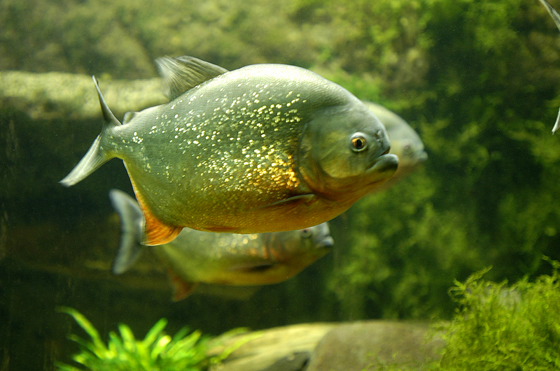 San Francisco Piranha (Serrasalmus piraya) - Wiki; DISPLAY FULL IMAGE.