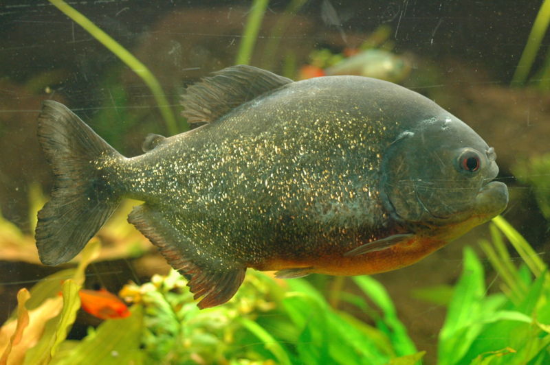 Red-bellied Piranha (Pygocentrus nattereri) - Wiki; DISPLAY FULL IMAGE.