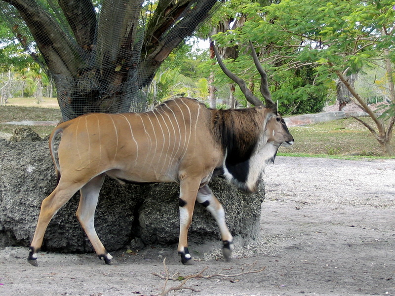 Giant Eland (Taurotragus derbianus) - Wiki; DISPLAY FULL IMAGE.