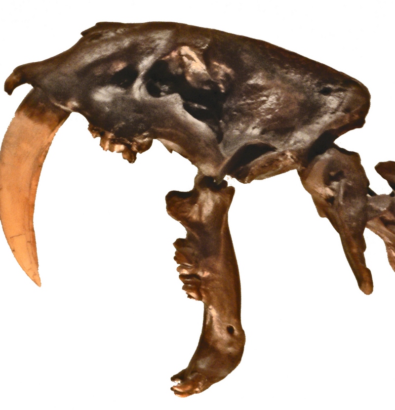 Smilodon fatalis - Wiki; DISPLAY FULL IMAGE.