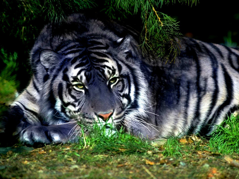 Maltese Tiger - Wiki; DISPLAY FULL IMAGE.