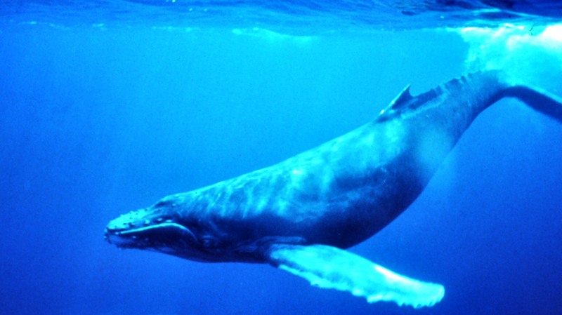 Humpback Whale (Megaptera novaeangliae) - Wiki; DISPLAY FULL IMAGE.
