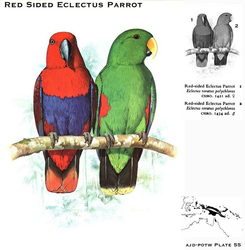 Red-sided Eclectus Parrots (Eclectus roratus polychloros); DISPLAY FULL IMAGE.
