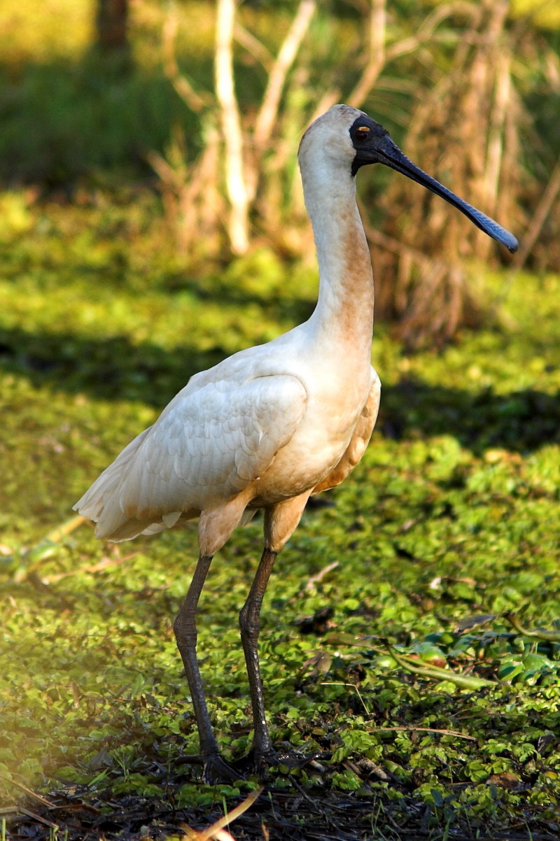 Royal Spoonbill (Platalea regia) - Wiki; DISPLAY FULL IMAGE.