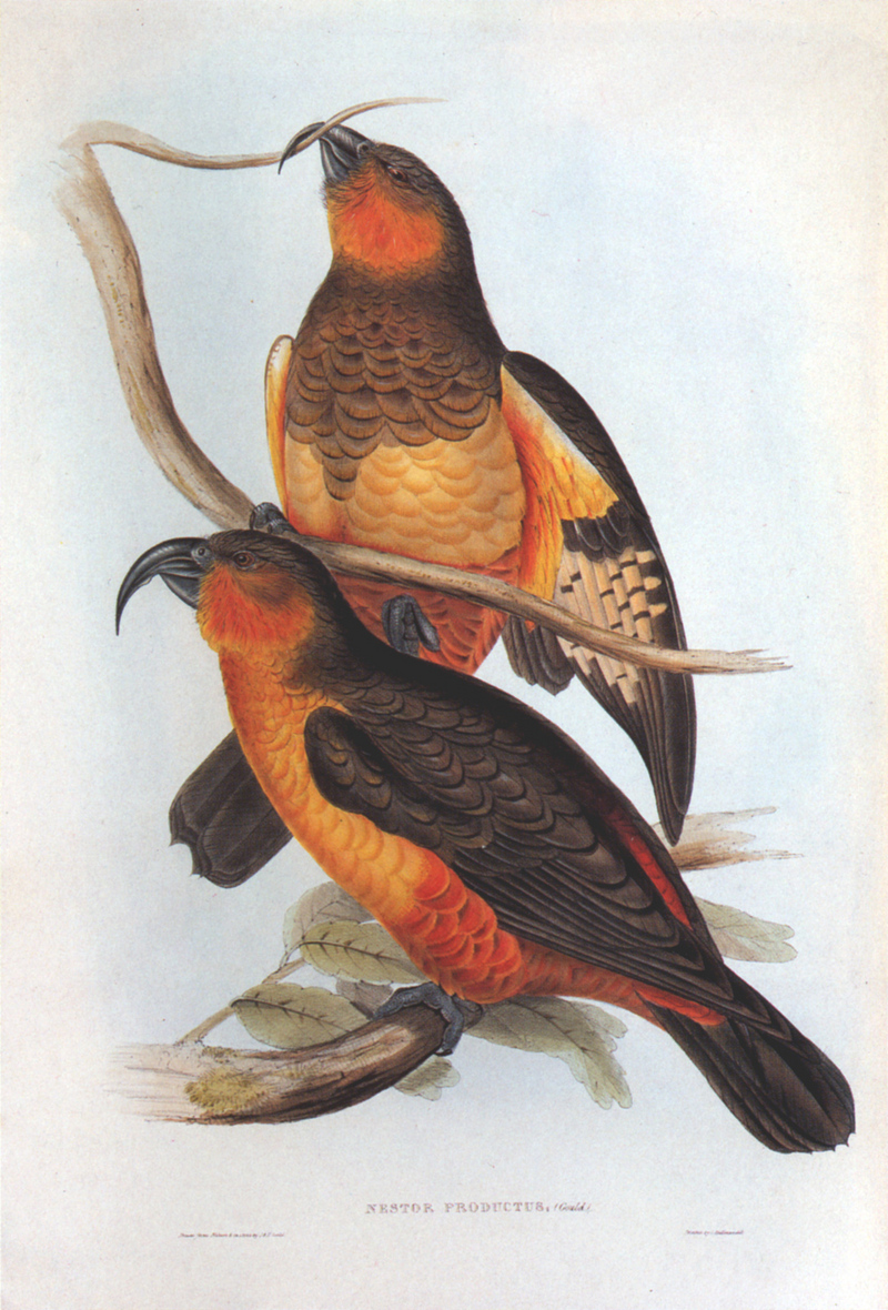 Norfolk Island Kaka (Nestor productus) - Wiki; DISPLAY FULL IMAGE.
