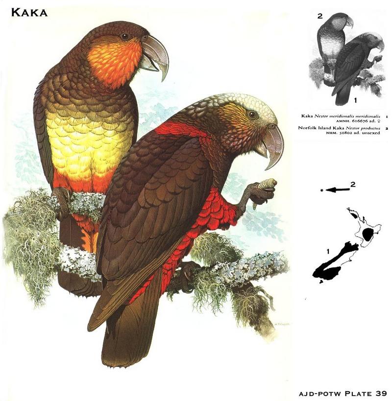 Kaka (Nestor meridionalis), Norfolk Island Kaka (Nestor productus); DISPLAY FULL IMAGE.